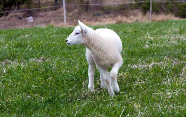 Alimentation animaux de basse-cour, moutons, chèvres 