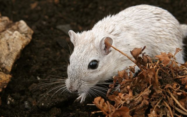Pâtes des rongeurs anti-souris et anti-rats Brodifacoum professionnel