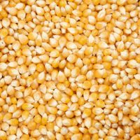 Close-up of pile of sweet corn seed background